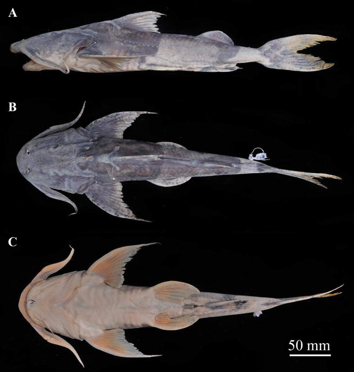A preserved Bagarius protos, or protos catfish.