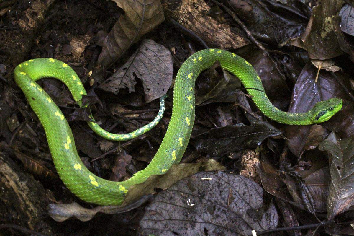 A yellow-blotched palm pit viper, or Bothriechis aurifer, seen in Chiapas, Mexico.