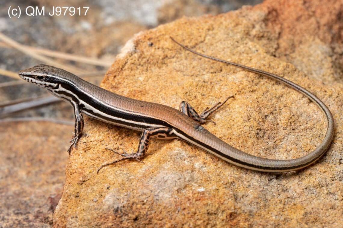 A Ctenotus rungulla, or Rungulla rock skink.