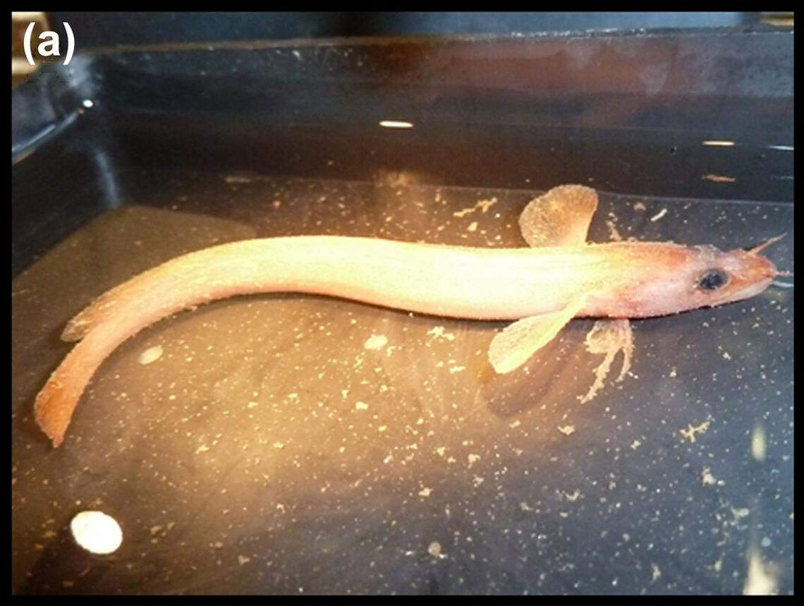 A captured Gaidropsarus mauritanicus, or Mauritania three-bearded rockling.