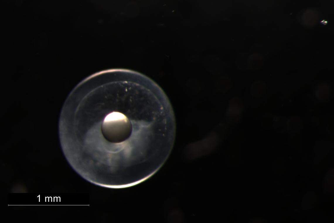 The egg of a roundscale spearfish, or Tetrapturus georgii, caught off Bermuda in 2023.