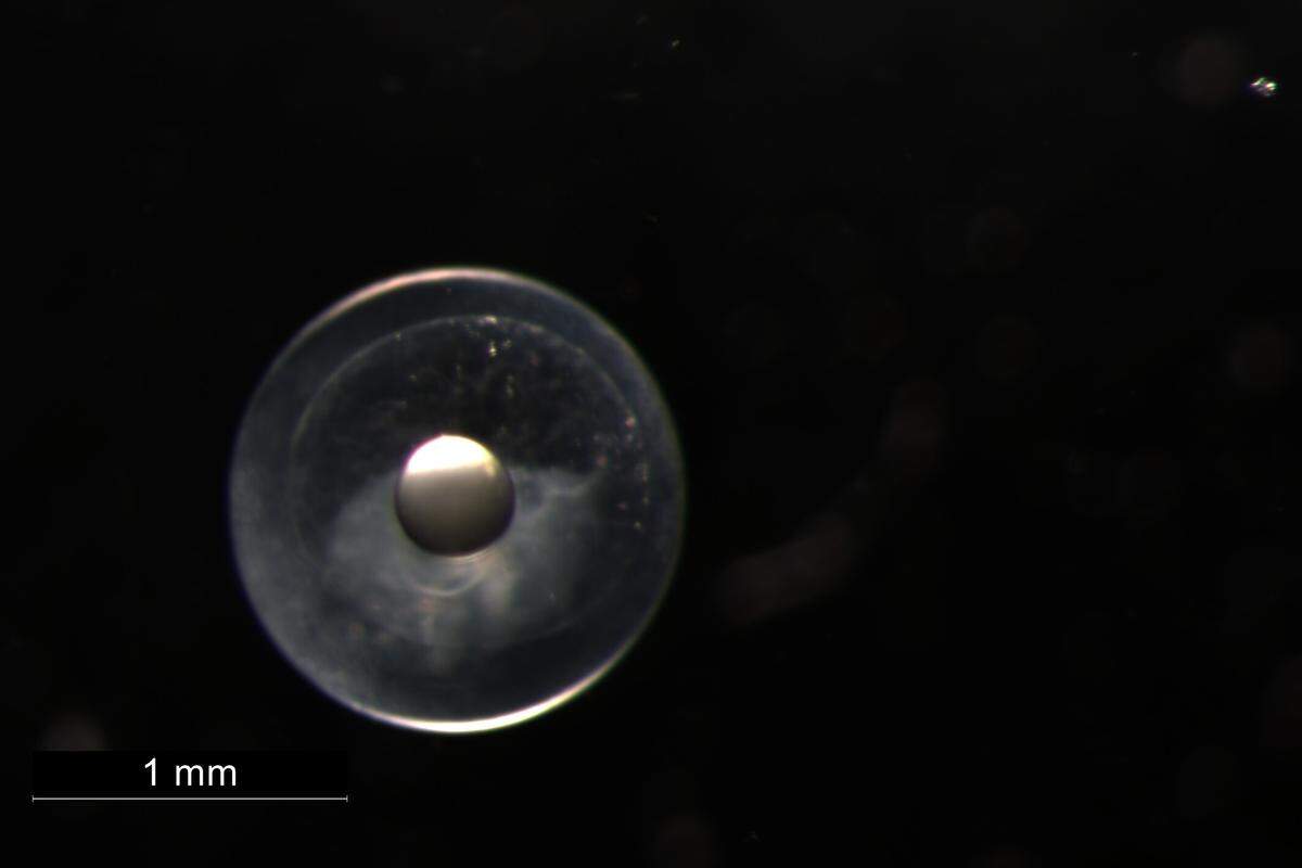 The egg of a roundscale spearfish, or Tetrapturus georgii, caught off Bermuda in 2023.