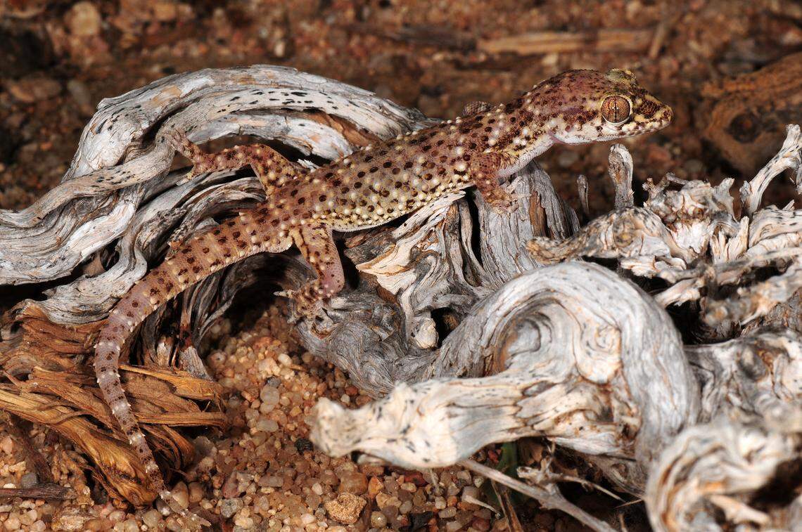 A Hemidactylus gubanensis, or Guban gecko.