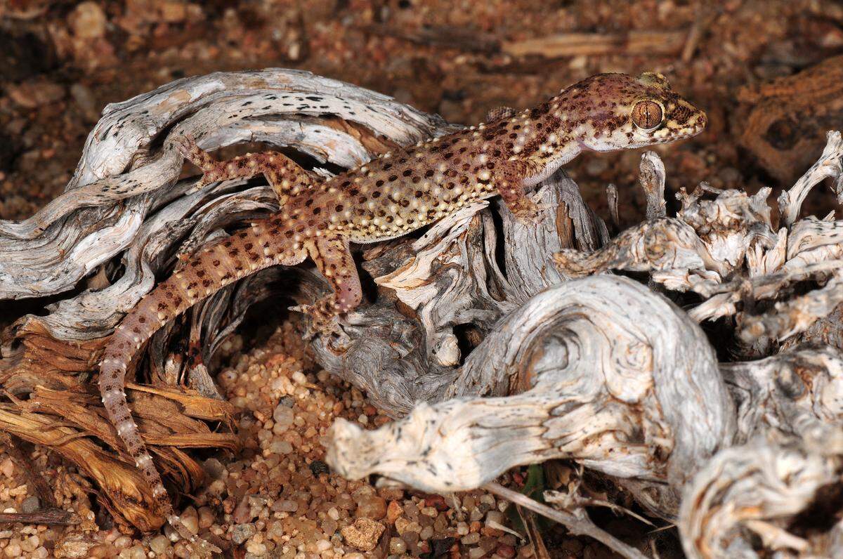 A Hemidactylus gubanensis, or Guban gecko.