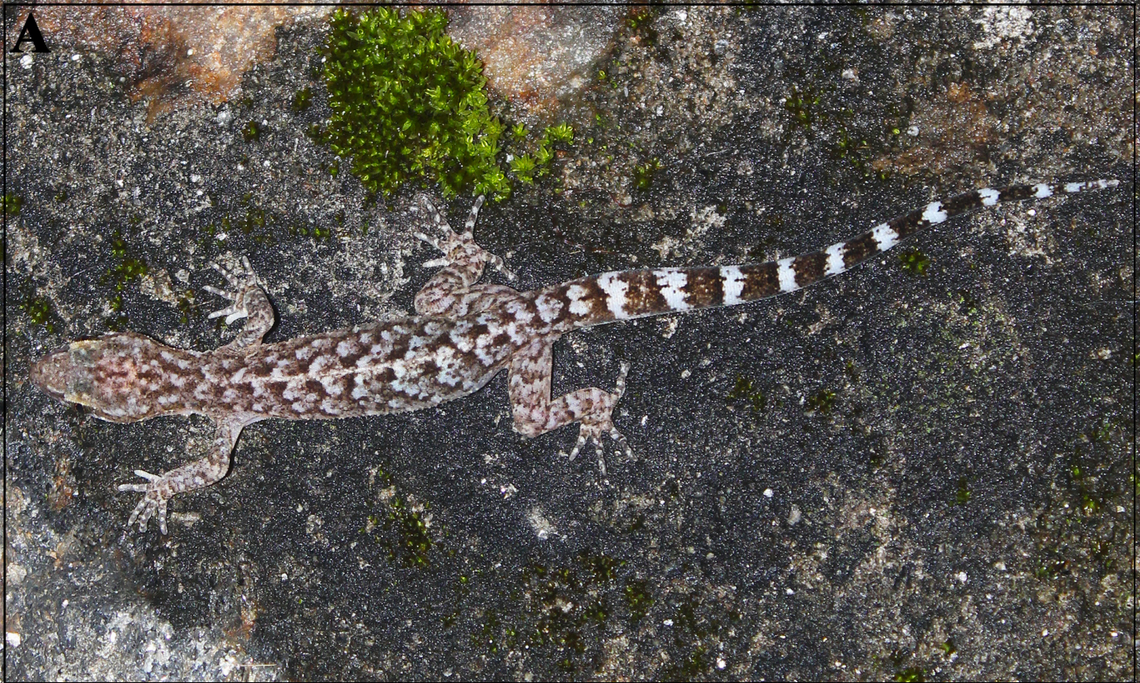 A Cyrtodactylus annapurnaensis, or ACAP bent-toed gecko.
