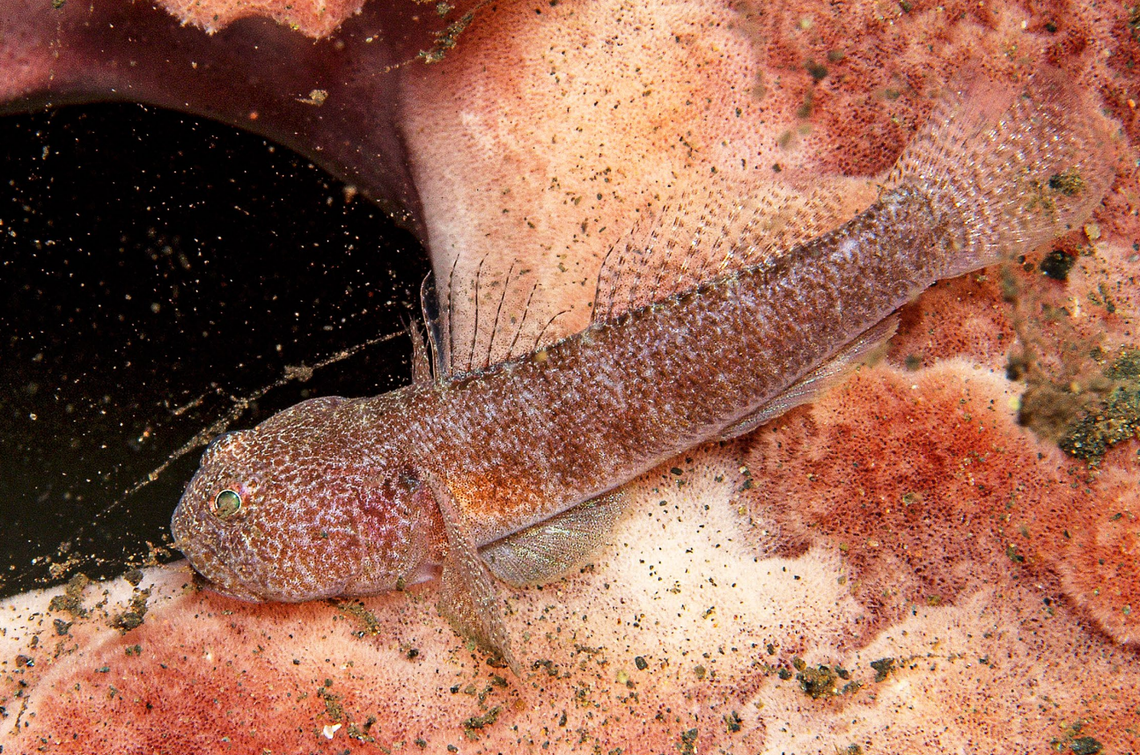 A Bathygobius mero, or sponge frillgoby.