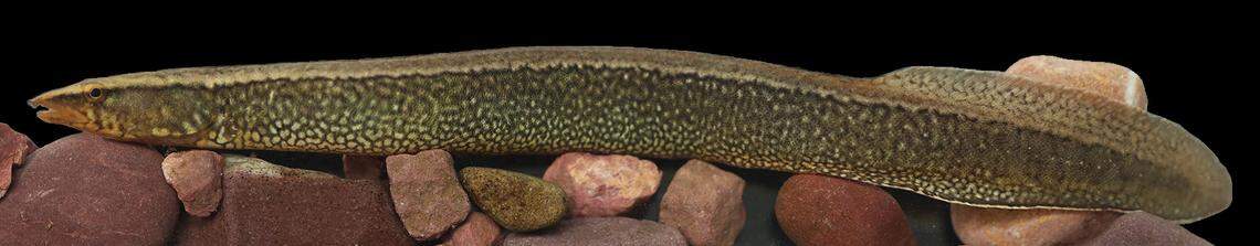 A Sinobdella longitubulus, or long-pipe spiny eel.