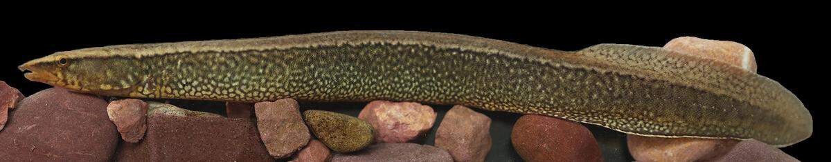 A Sinobdella longitubulus, or long-pipe spiny eel.