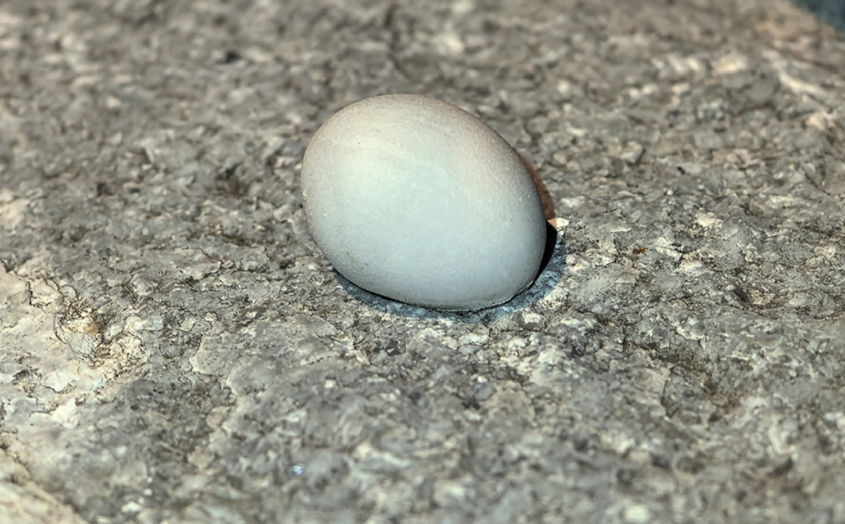 Researchers also discovered “one milky-white, elliptical egg” in the crevice of a nearby house.