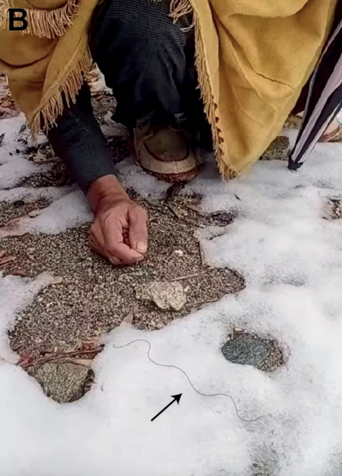 Researchers “repeatedly” found the new species on snow, which they called a “new and exceptional” phenomenon.