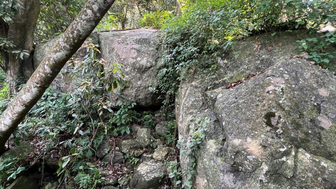 Scientists found a “dwarf”-like animal with “long” fingers under rocks in a Tamil Nadu forest and discovered a new species, a study said.