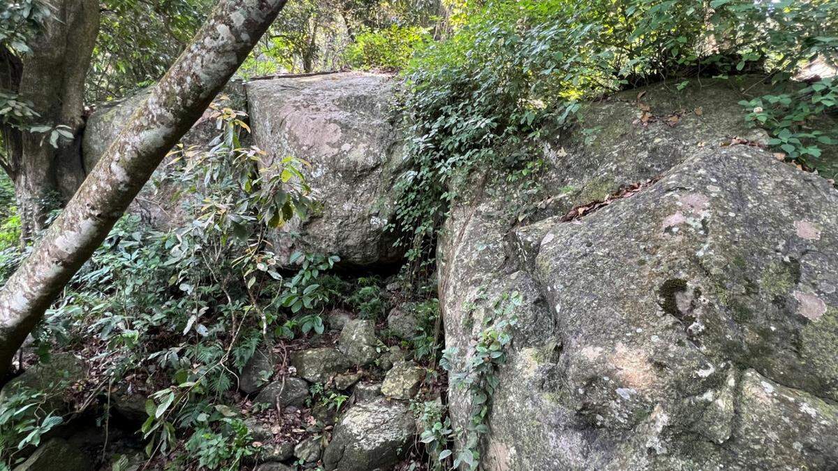 Scientists found a “dwarf”-like animal with “long” fingers under rocks in a Tamil Nadu forest and discovered a new species, a study said.