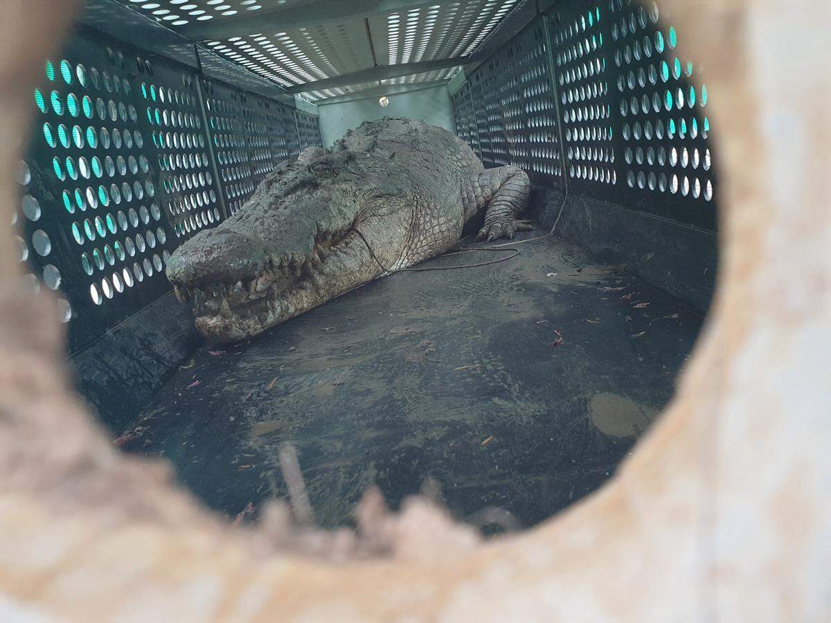 The 14-foot-long crocodile after it was captured.