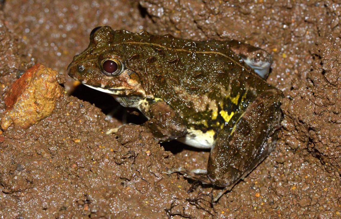 A Minervarya ghatiborealis, or Mahabaleshwar cricket frog.