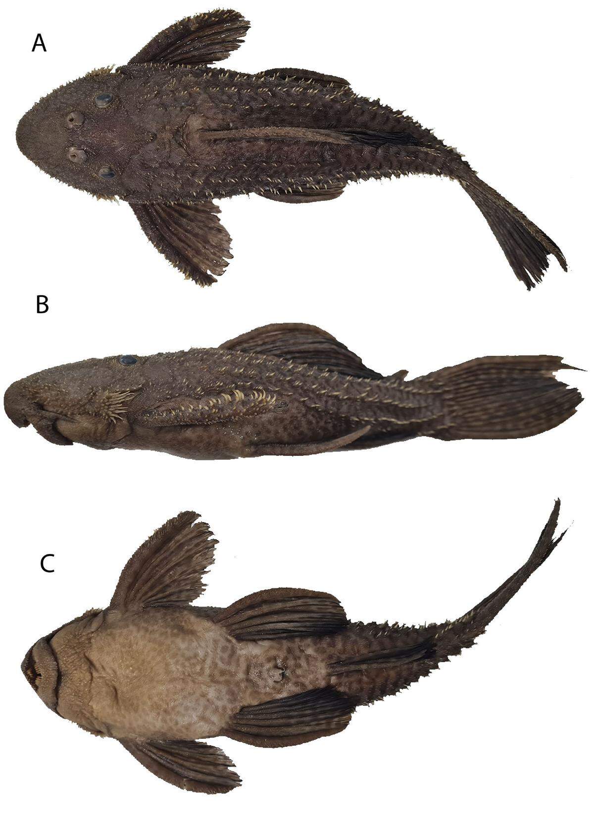 A preserved Pseudacanthicus nyktos, or night armored catfish, as seen from several angles.