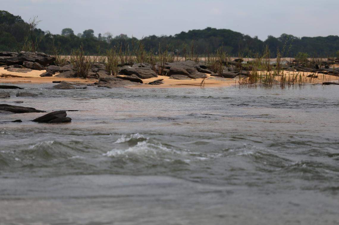 Scientists found an “armored” creature with a “tall” head in the Tocantins River and discovered a new species, a study said.
