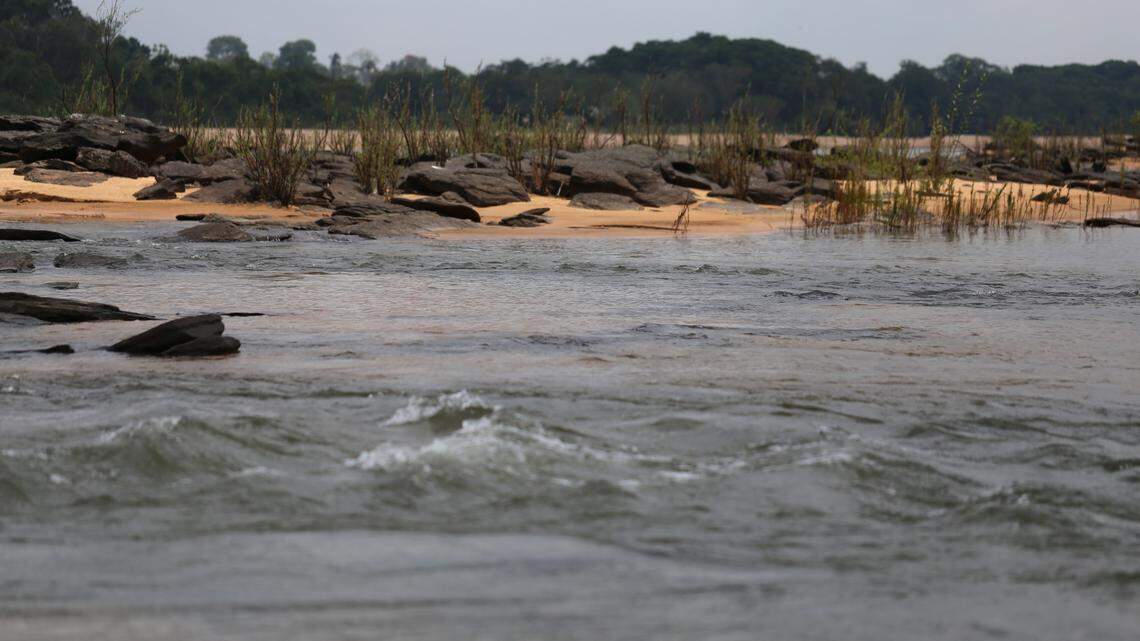 Scientists found an “armored” creature with a “tall” head in the Tocantins River and discovered a new species, a study said.