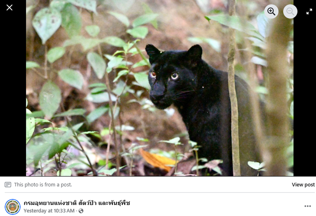 The panther was spotted just before dusk in the park, officials said.