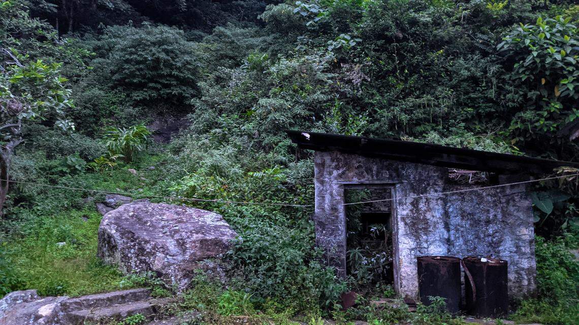 Scientists found a spiky, yellow animal at a private estate in the mountains of Tamil Nadu and discovered a new species, a study said.