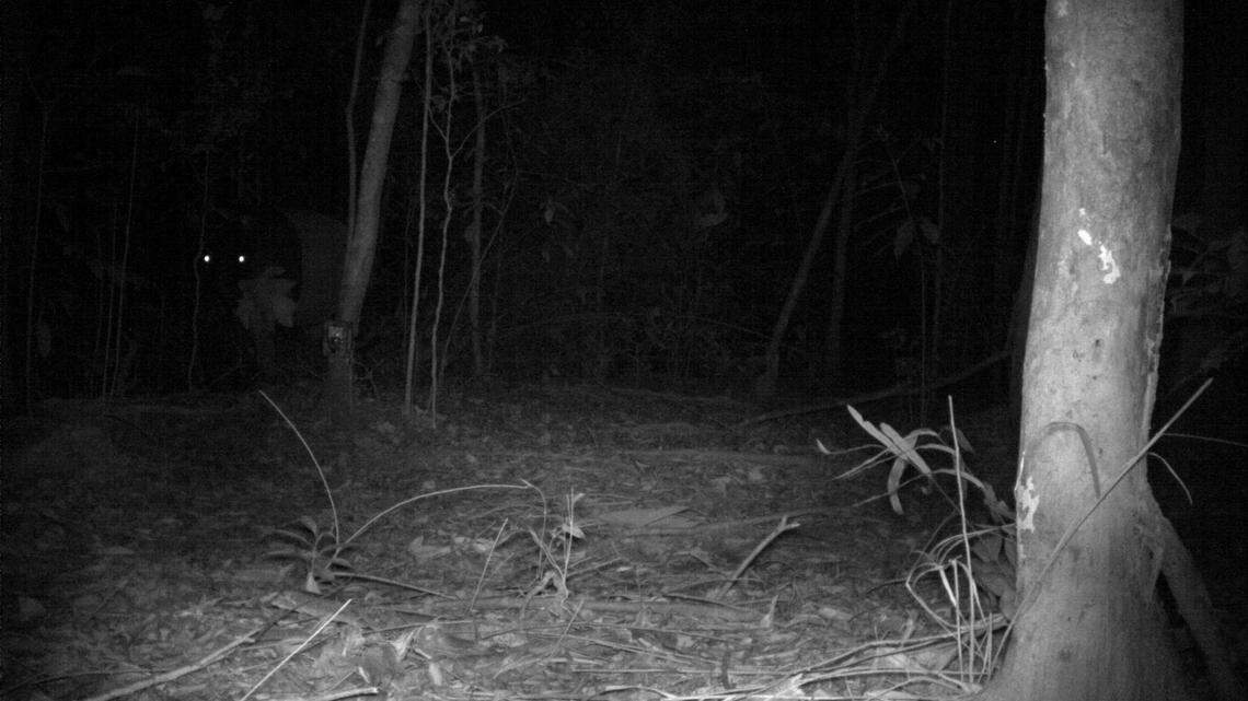 Scientists put trail cameras on Pulau Ubin island and recorded an endangered Malayan tapir over several months, photos show.