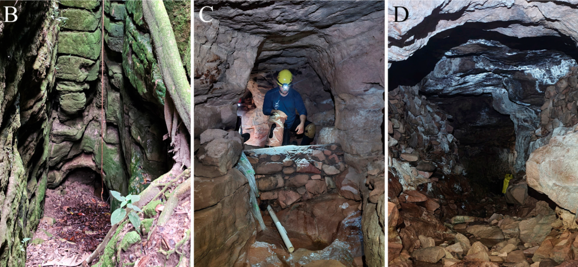 The new species was found exclusively in Gruna Canal da Fumaça, Gruna Lava Pé, and Gruta Rio dos Pombos caves in the Chapa Diamantina region, according to a study.