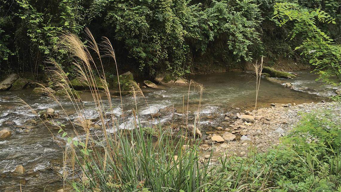 Scientists in China found a river creature with scales under its skin and discovered a new species, a study said.