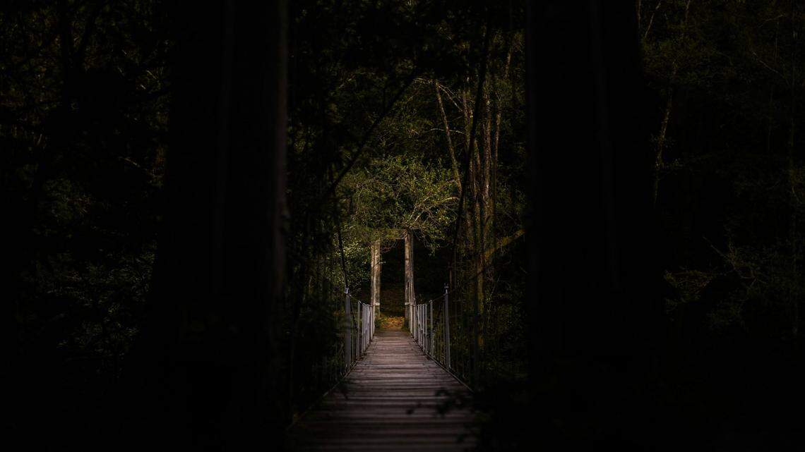 Scientists hiking in Singapore rediscovered a species last seen 64 years ago and considered locally extinct. Photo shows a representative forest.