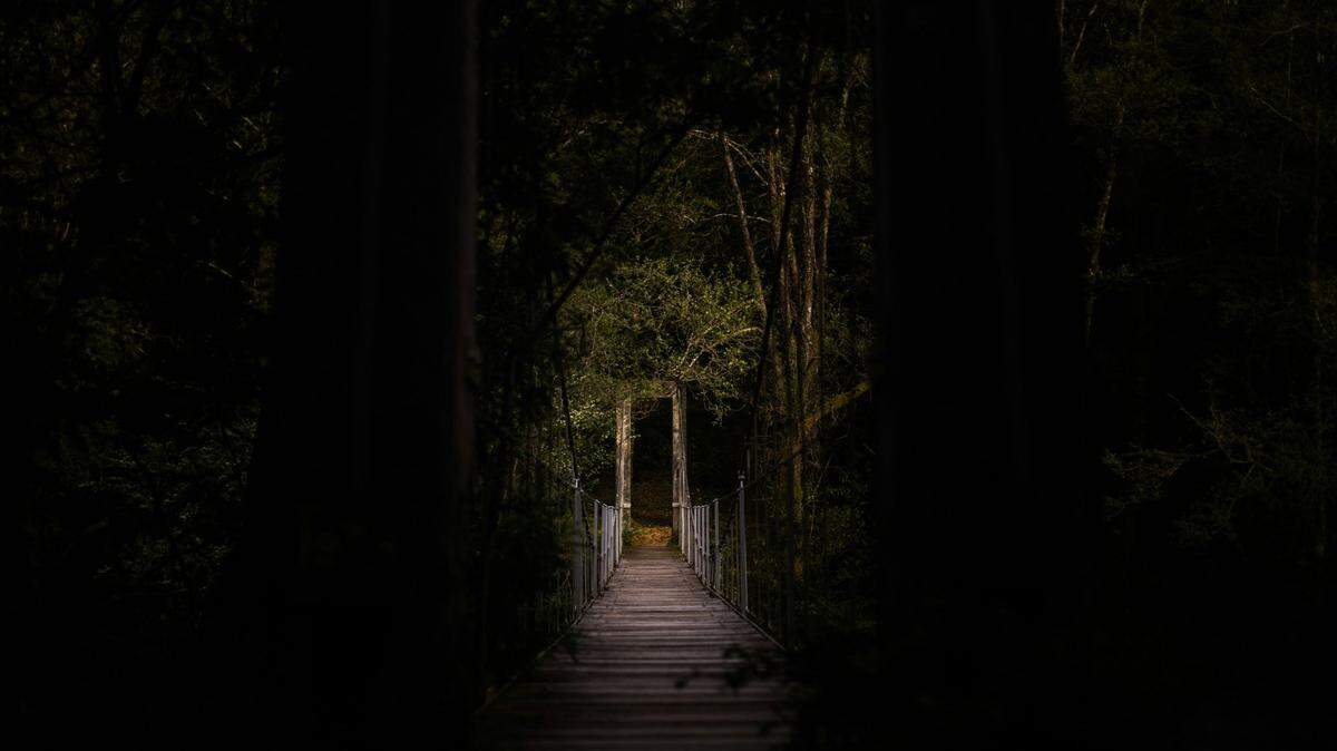 Scientists hiking in Singapore rediscovered a species last seen 64 years ago and considered locally extinct. Photo shows a representative forest.