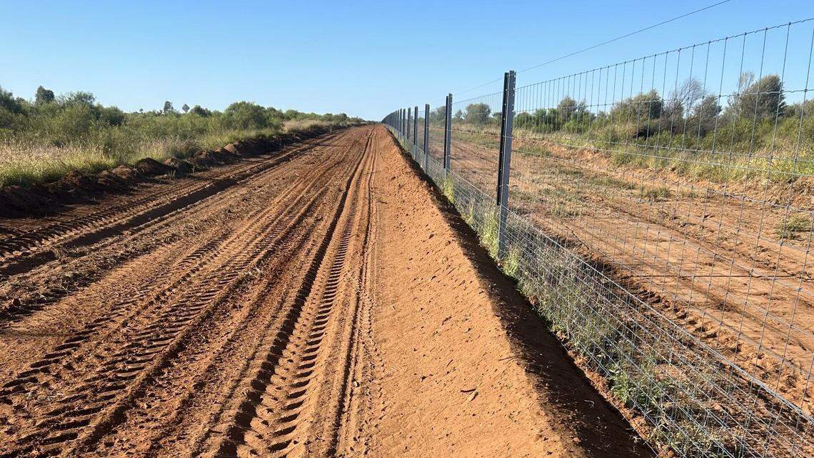 Trail cameras at a protected forest in Australia photographed three rare mammals with bulging pouches —the site’s first wild-born babies.