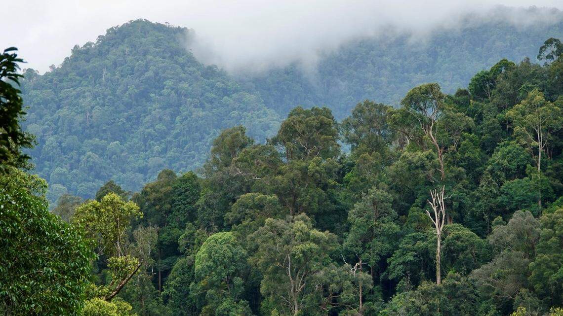The species was reported to have a “vibrant” lemon-colored throat and chest, according to the study.