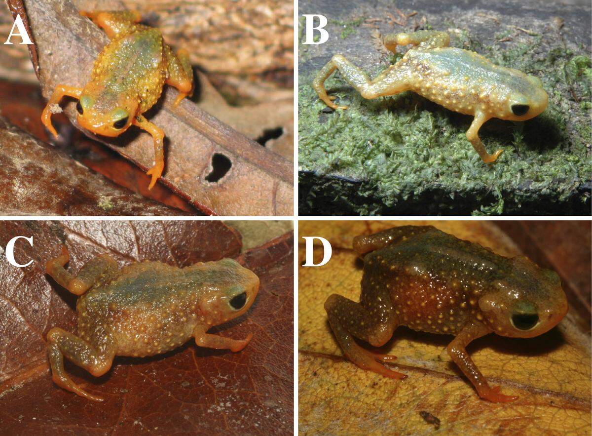 Several Brachycephalus herculeus, or Hercules pumpkin toadlets.