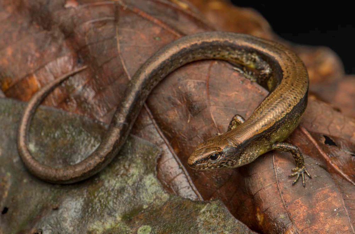 A Scincella alia, or Tay Con Linh ground skink.