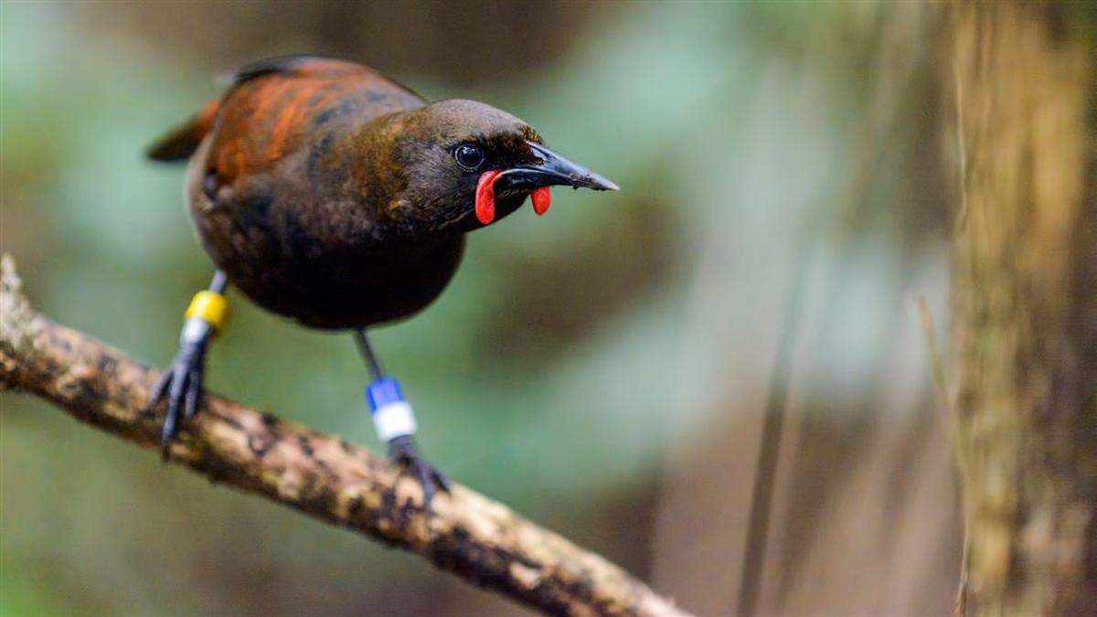 The birds were brought close to extinction after rats were introduced to their native islands.