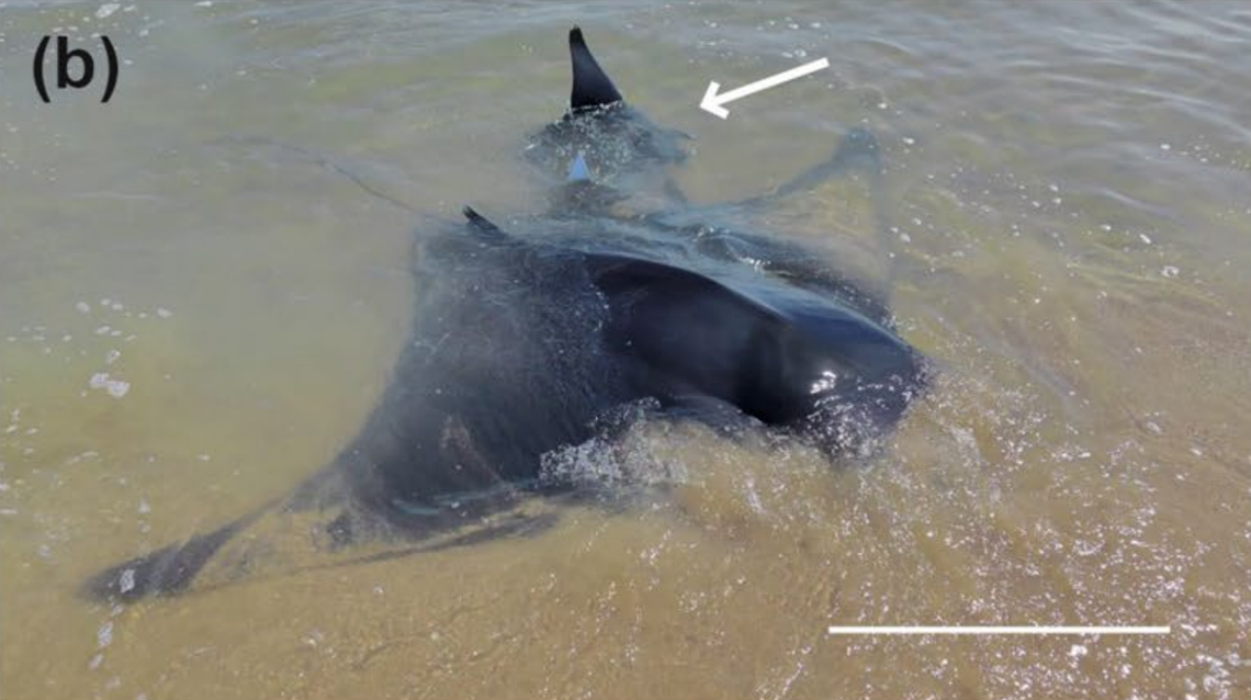 The spinetail devil ray that was stranded on a beach in Calafell and its newborn baby (white arrow).