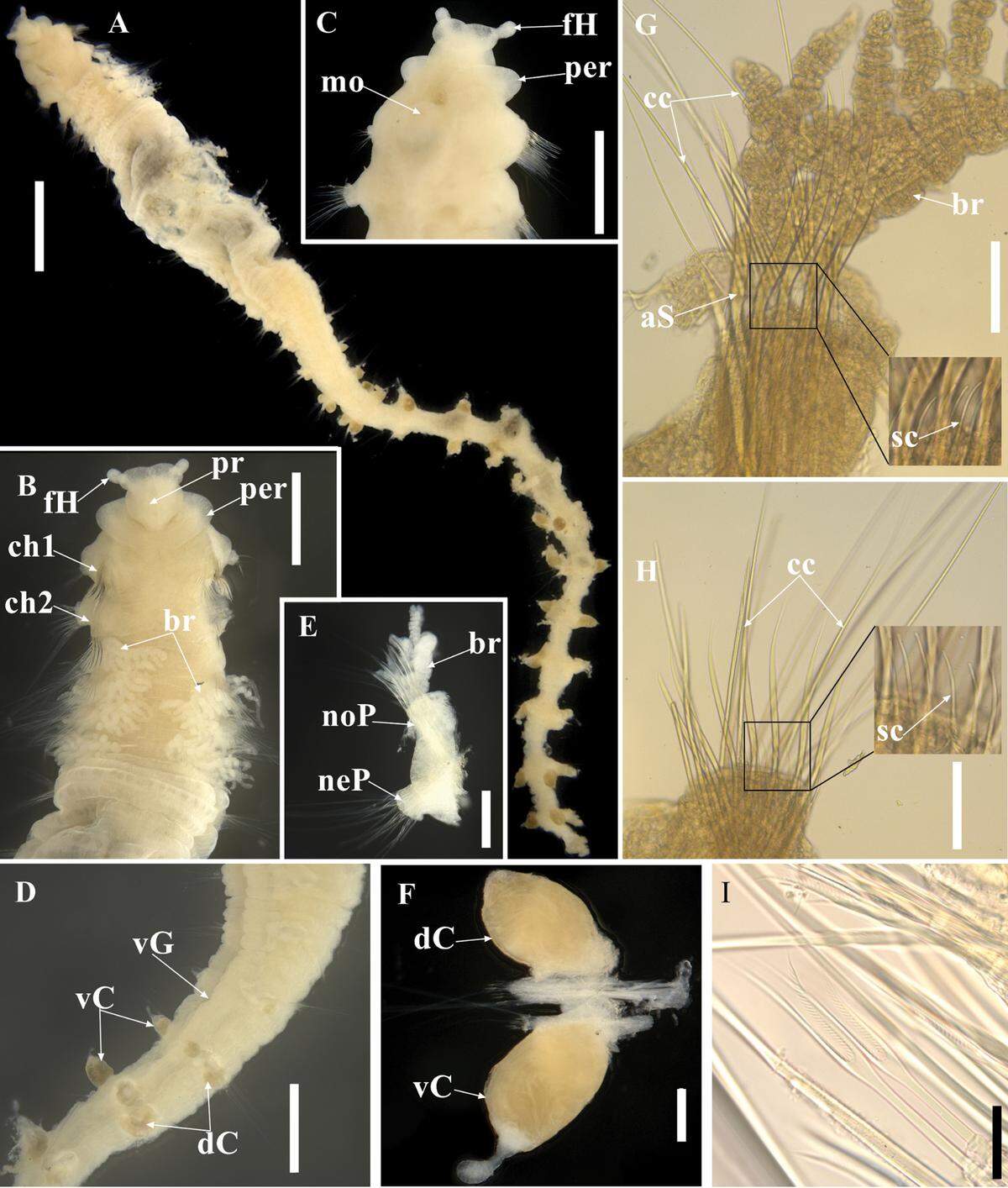 A Sclerobregma nanhaiensis, or South China Sea polychaete, seen from several angles and distances. Photo A shows the full animal.