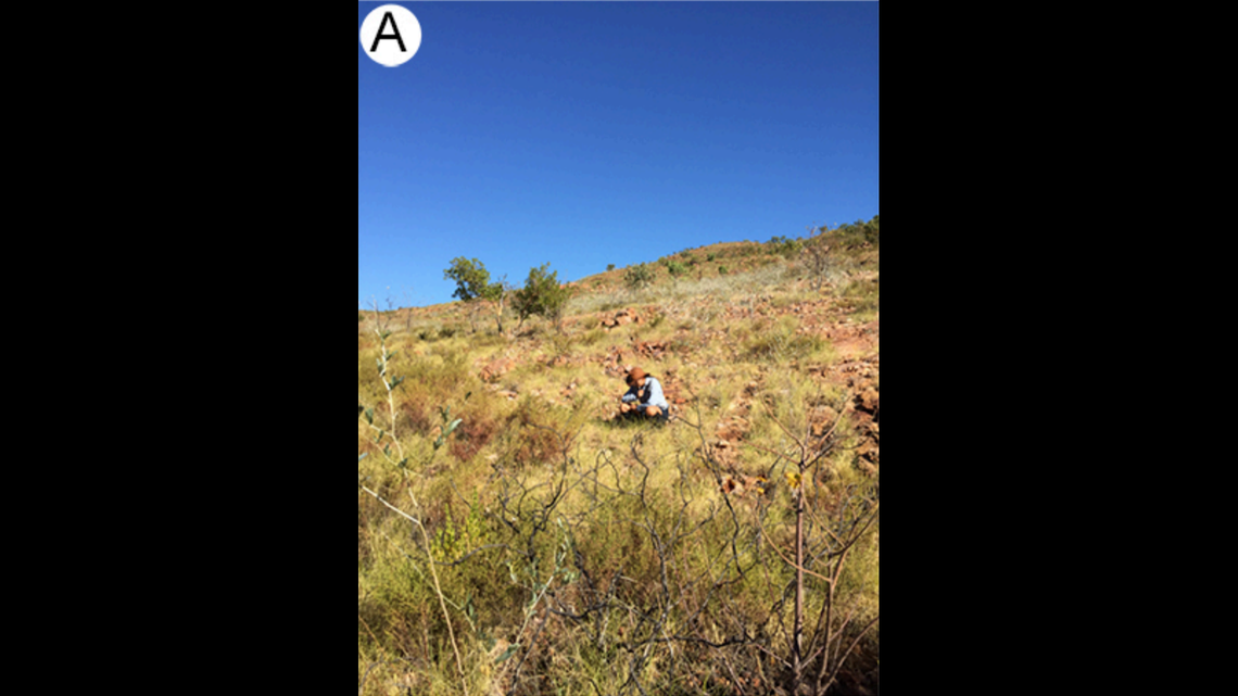 Scientists in Australia found an “assassin”-like creature covered in plant resin and discovered a new species, a study said.