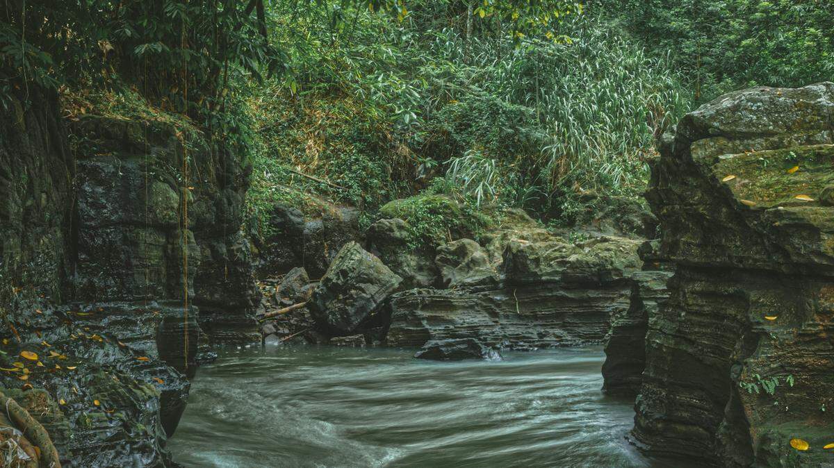 Scientists found a black-throated animal in the “acid water” of a stream on Singkep Island and discovered a new species, a study said. Photo shows a representative stream in Indonesia.
