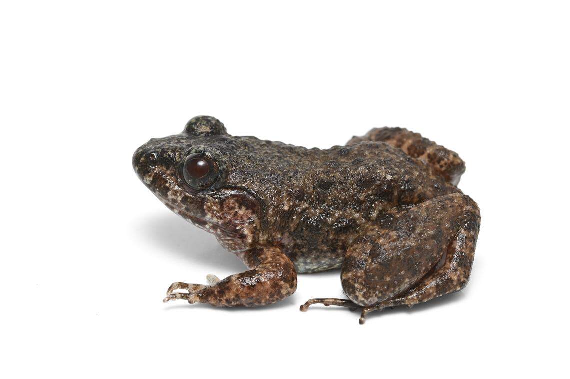 A Limnonectes sirindhornae, or Sirindhorn’s fanged frog.