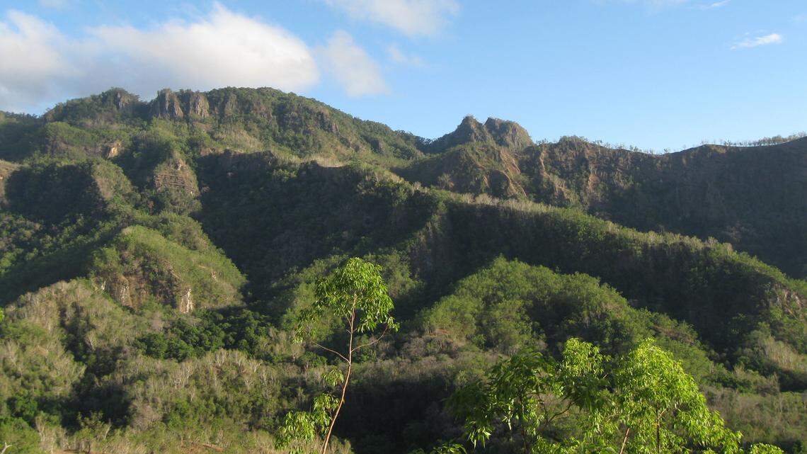 Scientists found a “cryptic” nocturnal bird with a unique song in Indonesia and Timor-Leste and discovered a new species, a study said.