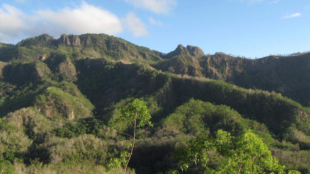 Scientists found a “cryptic” nocturnal bird with a unique song in Indonesia and Timor-Leste and discovered a new species, a study said.