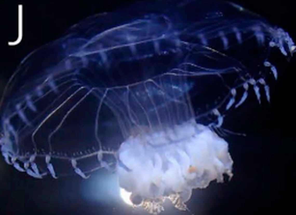 The integral jellyfish is a new hydrozoan species found in the northwest Pacific off the coast of Japan.