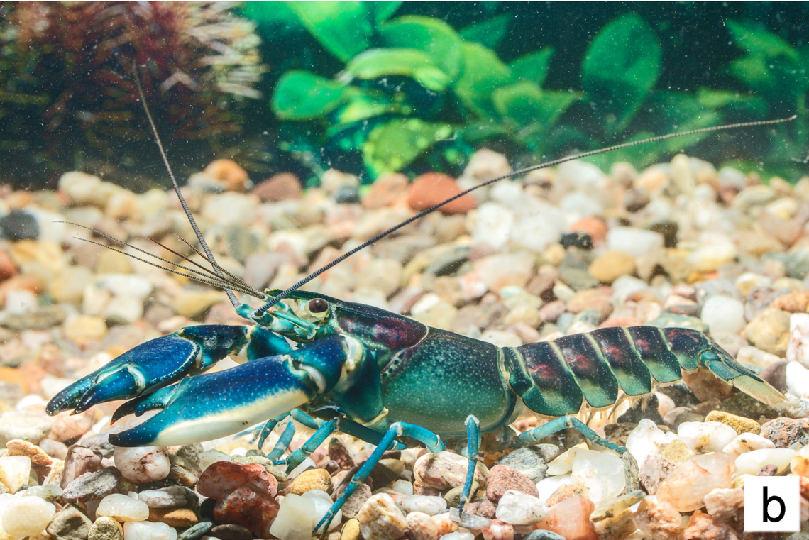 A Cherax pulverulentus, or dusty crayfish, showing the “purple” coloring.