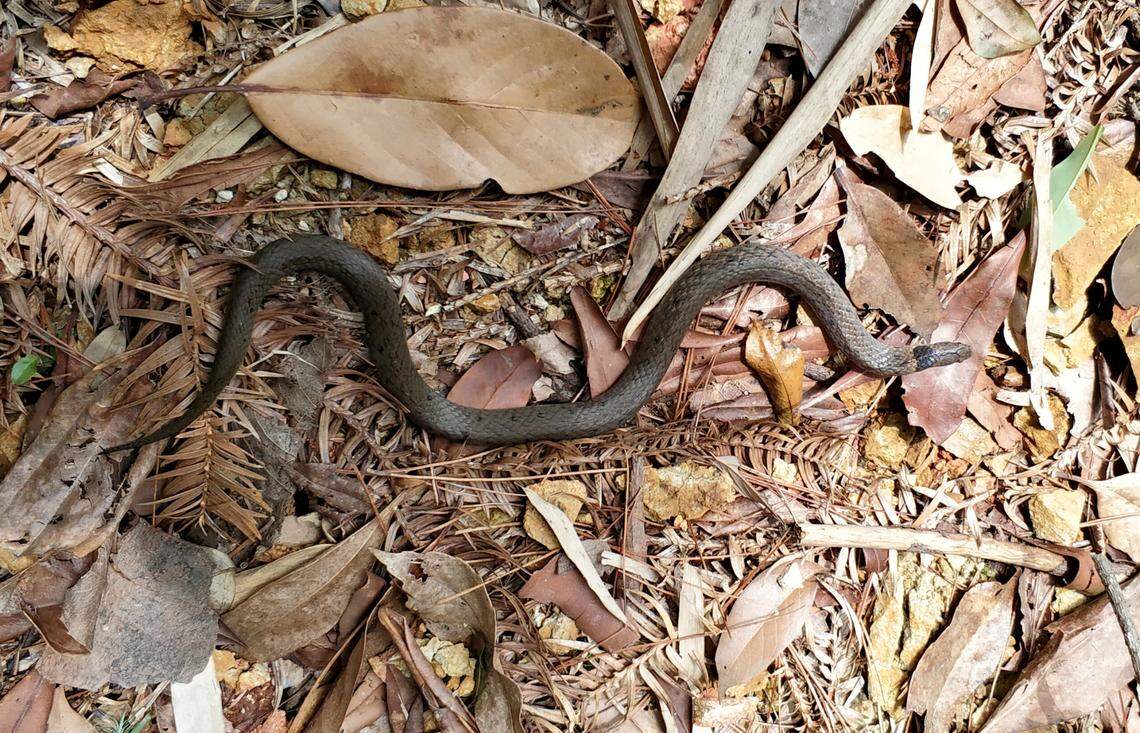 The Chinese mountain snake, or Plagiopholis styani, found in Fujian Province.