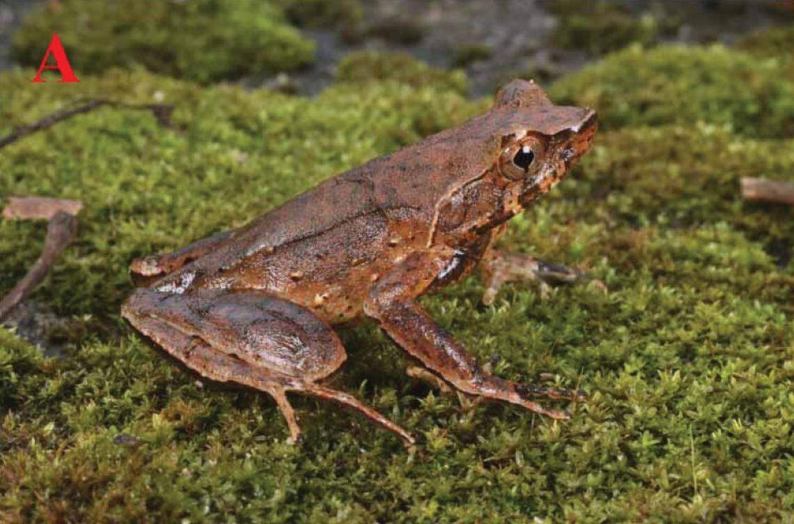 A Xenophrys tongbiguanensis, or Tongbiguan horned toad.