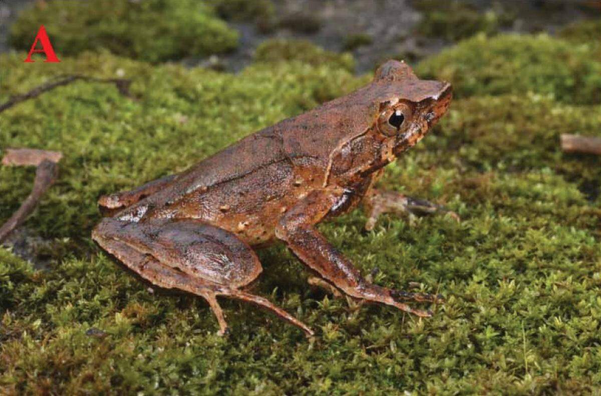 A Xenophrys tongbiguanensis, or Tongbiguan horned toad.