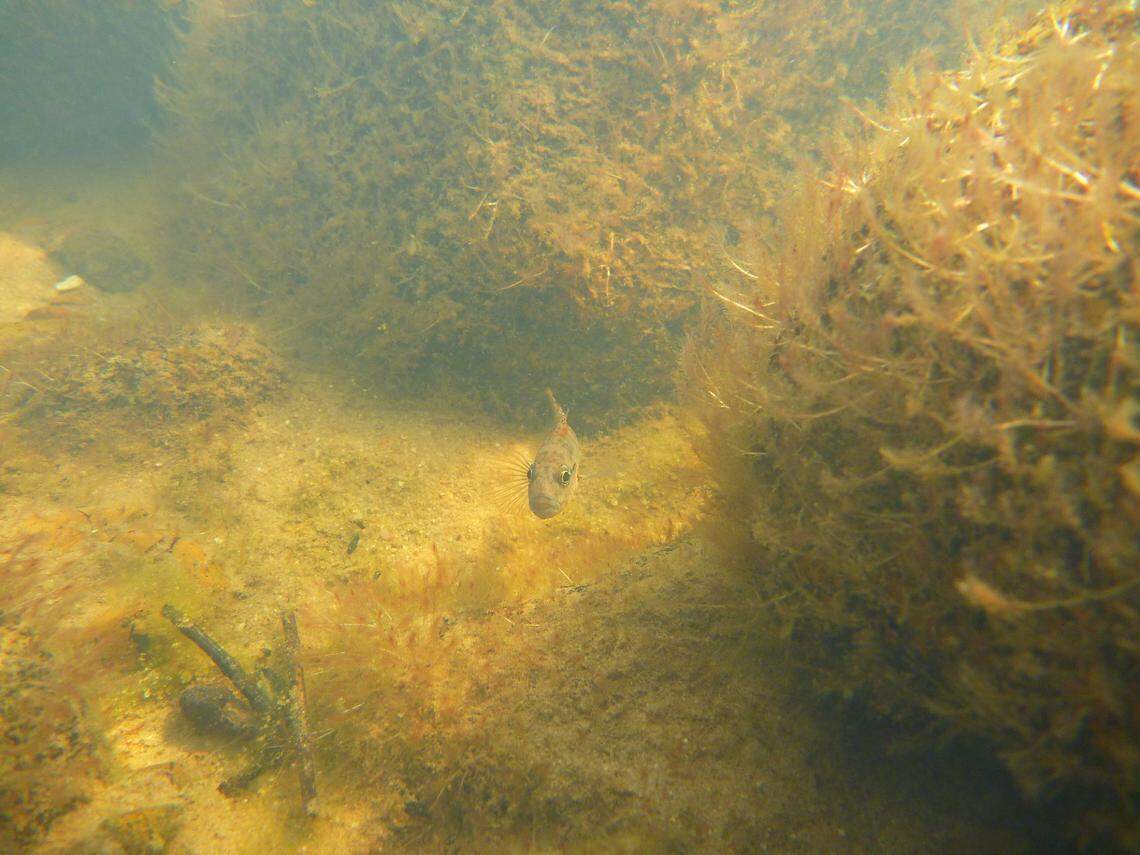 A Telmatochromis salzburgeri, or Salzburg’s cichlid.