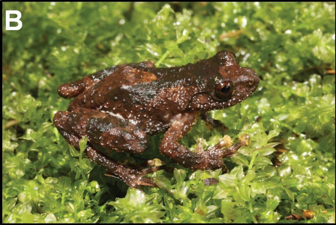 Another Gracixalus weii, or Wei’s tree frog.