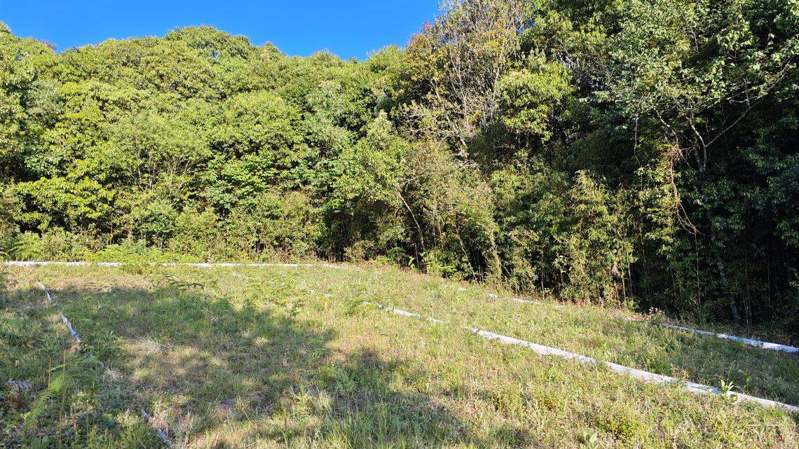 The skink was found on Mt. Ailao in April 2025 at an elevation of 8,000, researchers said. 