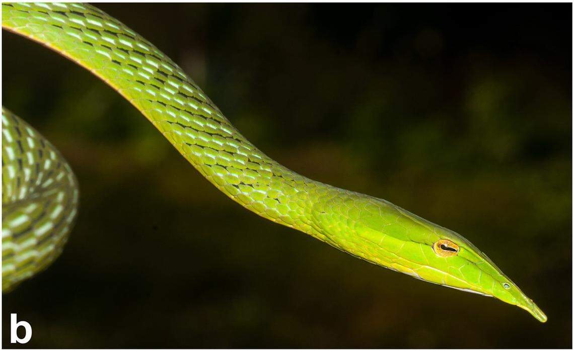 A close-up photo shows the head of an Ahaetulla longirostris, or long-snouted vine snake.