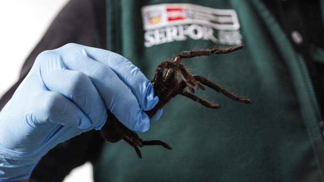 A tourist was arrested at an airport in Lima after trying to smuggle hundreds of tarantulas, centipedes and ants out of Peru, officials said.